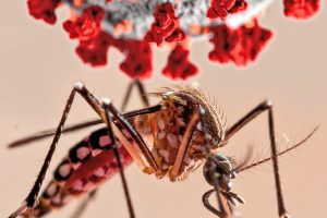 dengue-mosquito-generica