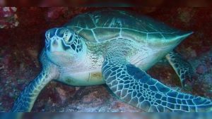 tortugas-verdes-696x346-2