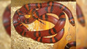 serpiente hondureña