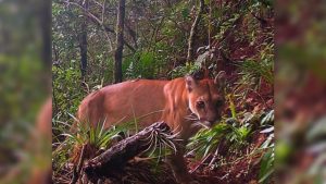 a95a59d4-92de-4af3-9605-059eebe5a97a-1