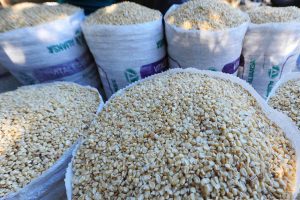 San Vicente 7 de Diciembre de 2013 Pequeños agricultores recolectan maíz, en la zona paracentral del país (san vicente) Foto EDH Huber Rosales