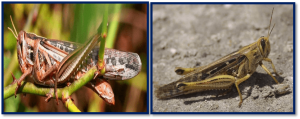 Plaga-Langosta-Foto-3