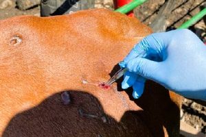 gusano-barrenador-en-animales