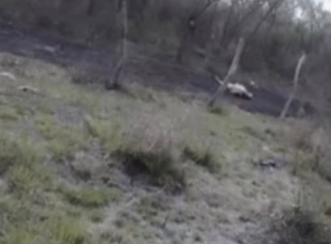 Captura de pantalla 2026-04-06 141557