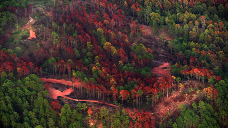 imagen web Maycol (30)