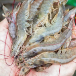 imagen web Maycol (38)