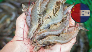 imagen web Maycol (38)