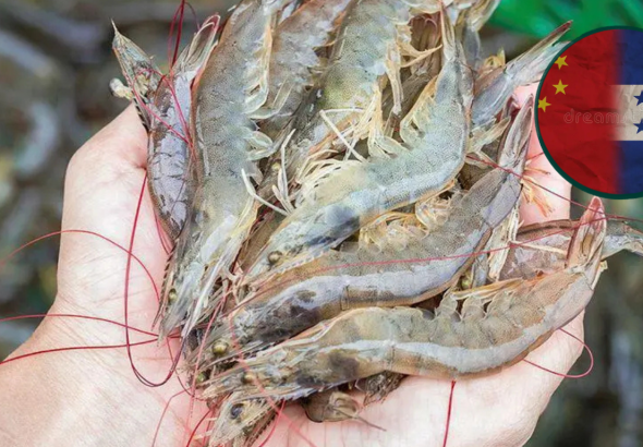 imagen web Maycol (38)