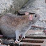 imagen web Maycol (4)