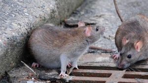 imagen web Maycol (4)