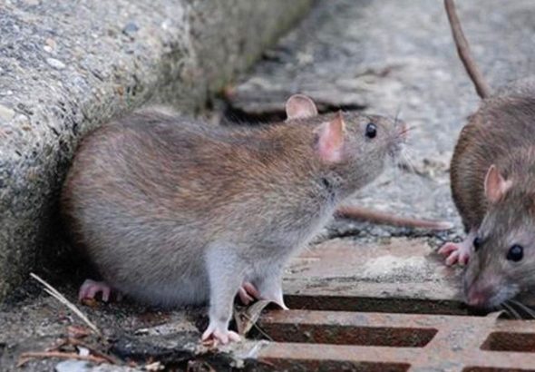 imagen web Maycol (4)