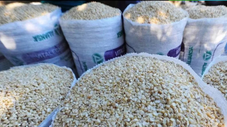 imagen web Maycol (44)