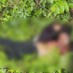 imagen web Maycol - 2026-07-26T082259.942
