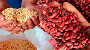 imagen web Maycol (65)