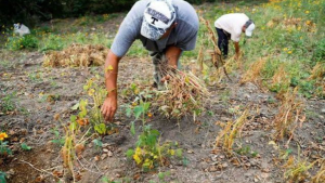 imagen web Maycol (33)