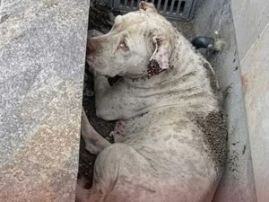 Pitbull-abandonado-3-696x522