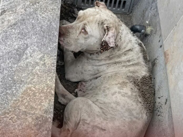 Pitbull-abandonado-3-696x522
